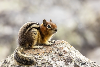 Golden Mantled Squirrel May 2025